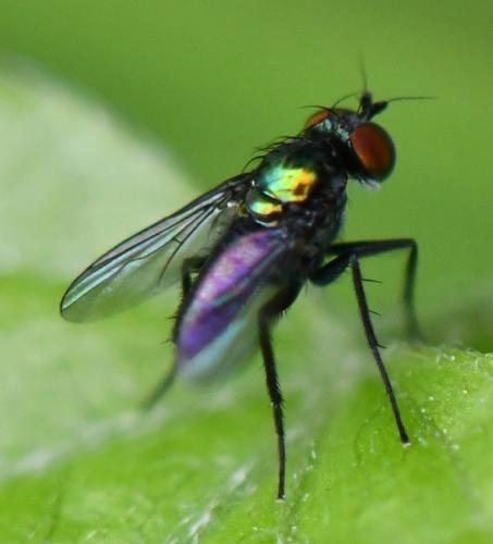 Réf. 285 180 : Chrysotus sp.